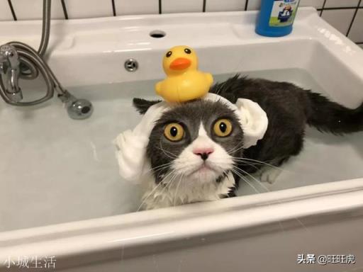 美国为什么想要整垮欧盟，是因为害怕吗？