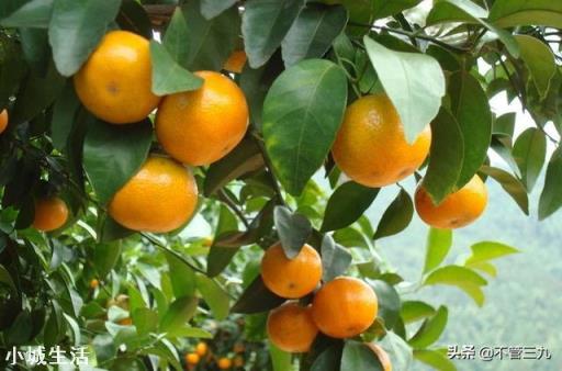 桔子养了5、6年了,枝叶很好,就是不开花结果,这是为什么?