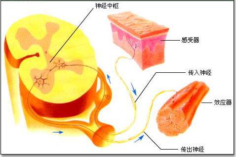 煤医整形王驰主任:并不是什么人都适合鼻综合手术