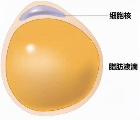 减去脂肪的最有效方法 如何消耗脂肪