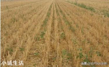 农村小麦收割后，需要在把土地犁一下，在种植玉米吗？