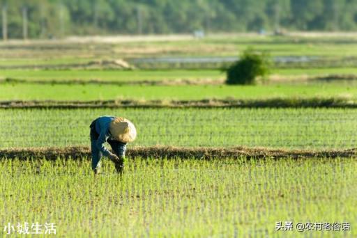有人说粮食的价格才是影响农民种粮积极性的根本所在。你认同吗？