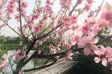 去年今日此山中，人面桃花相映红。十里桃林今犹在，最后一句如何对？