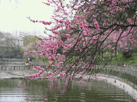 去年今日此山中，人面桃花相映红。十里桃林今犹在，最后一句如何对？