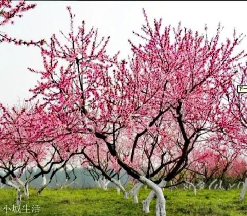 去年今日此山中，人面桃花相映红。十里桃林今犹在，最后一句如何对？