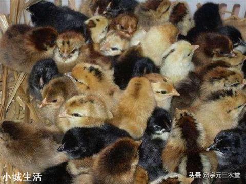 疫情时期，鸡鸭苗便宜，现在进苗养殖合适吗？