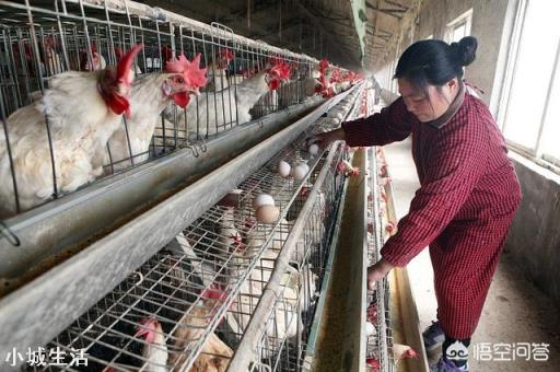 疫情时期，鸡鸭苗便宜，现在进苗养殖合适吗？