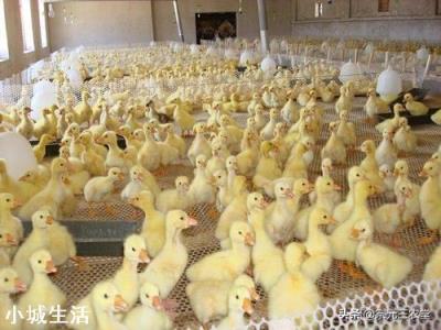 疫情时期，鸡鸭苗便宜，现在进苗养殖合适吗？