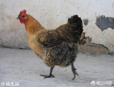 一只土鸡120元的价格,你能接受吗?