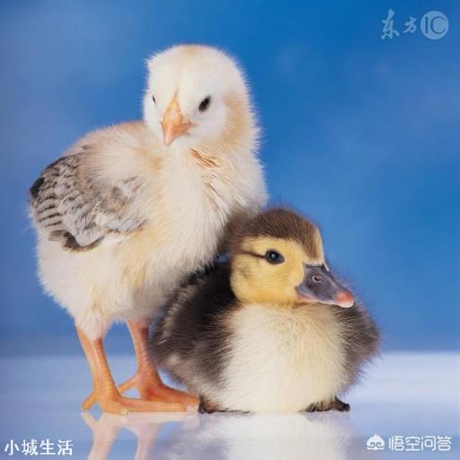一只土鸡120元的价格,你能接受吗?