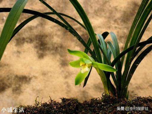 怎么通过兰花芦头辨认品种?
