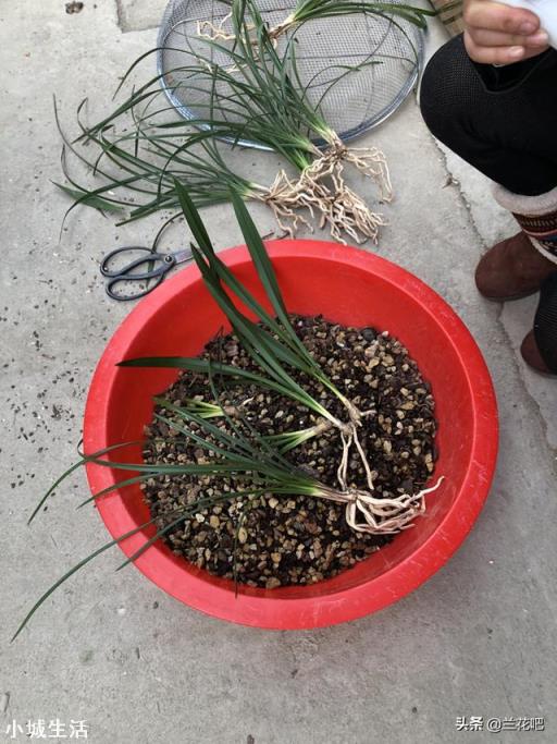 怎么通过兰花芦头辨认品种?