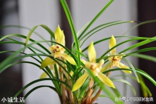 怎么通过兰花芦头辨认品种?