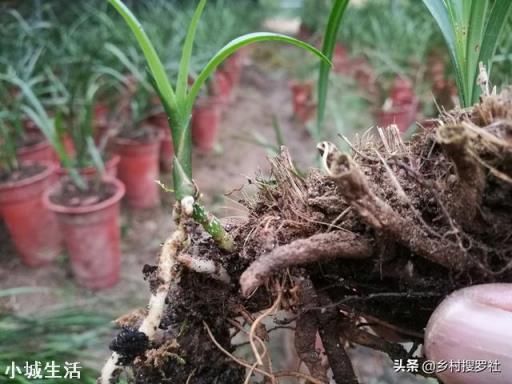 怎么通过兰花芦头辨认品种?