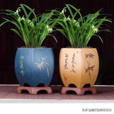 我家紫砂盆种植兰花十多年，紫砂盆还可以使用吗？如果继续使用紫砂盆怎么除菌？
