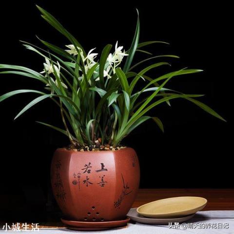 我家紫砂盆种植兰花十多年，紫砂盆还可以使用吗？如果继续使用紫砂盆怎么除菌？