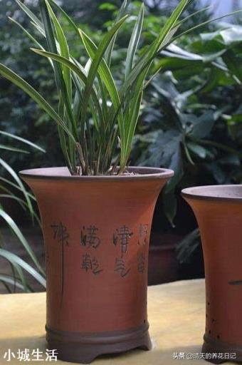 我家紫砂盆种植兰花十多年，紫砂盆还可以使用吗？如果继续使用紫砂盆怎么除菌？