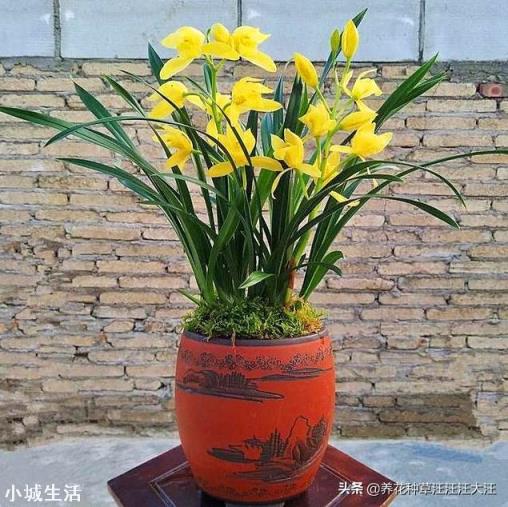 我家紫砂盆种植兰花十多年，紫砂盆还可以使用吗？如果继续使用紫砂盆怎么除菌？