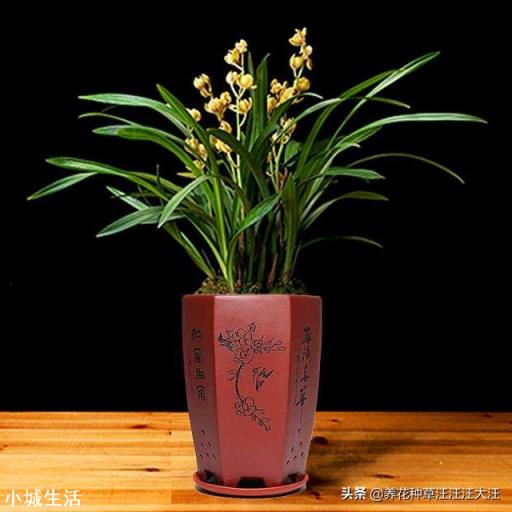 我家紫砂盆种植兰花十多年，紫砂盆还可以使用吗？如果继续使用紫砂盆怎么除菌？