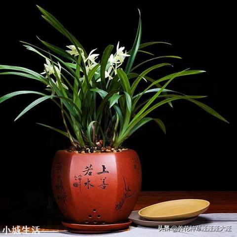 我家紫砂盆种植兰花十多年，紫砂盆还可以使用吗？如果继续使用紫砂盆怎么除菌？