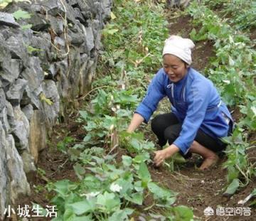 红薯种植可以不翻藤吗,翻藤和不翻藤的区别是什么?