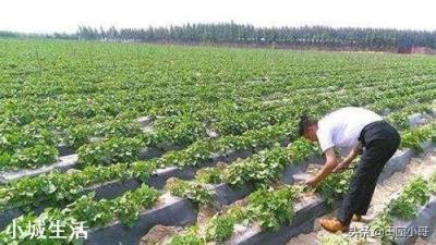 红薯种植可以不翻藤吗,翻藤和不翻藤的区别是什么?
