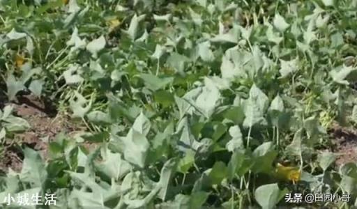 红薯种植可以不翻藤吗,翻藤和不翻藤的区别是什么?