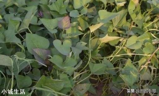 红薯种植可以不翻藤吗,翻藤和不翻藤的区别是什么?