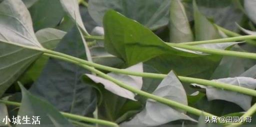 红薯种植可以不翻藤吗,翻藤和不翻藤的区别是什么?