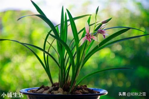 蘭花是露天養好，還是室內養好？