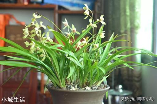 蘭花是露天養好，還是室內養好？