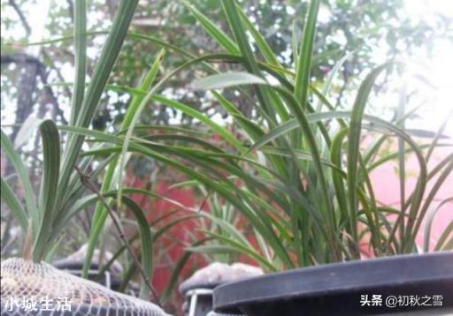 蘭花是露天養好，還是室內養好？
