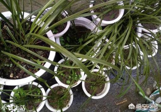 兰花定根水什么时候浇？