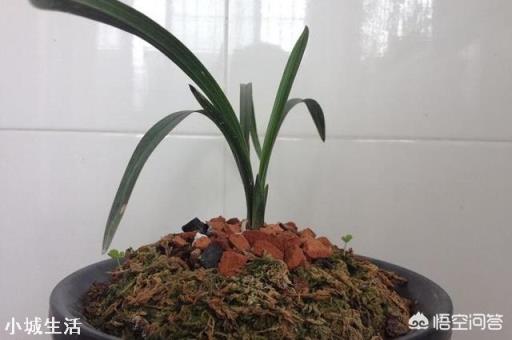 兰花定根水什么时候浇?