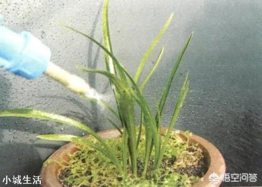 兰花定根水什么时候浇？