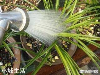 兰花定根水什么时候浇？