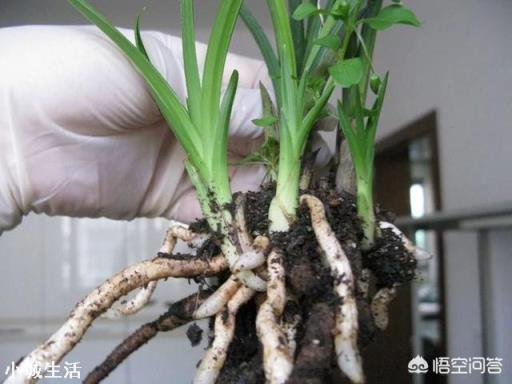 兰花定根水什么时候浇？