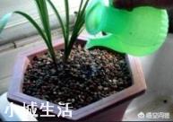 兰花定根水什么时候浇？