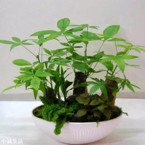 給發財樹澆水施肥有什么要求？