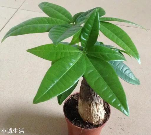 給發財樹澆水施肥有什么要求？
