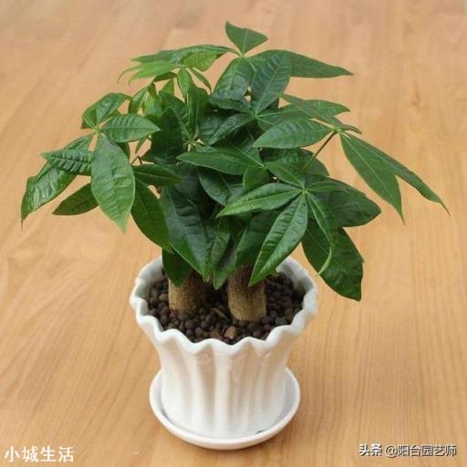 給發財樹澆水施肥有什么要求？