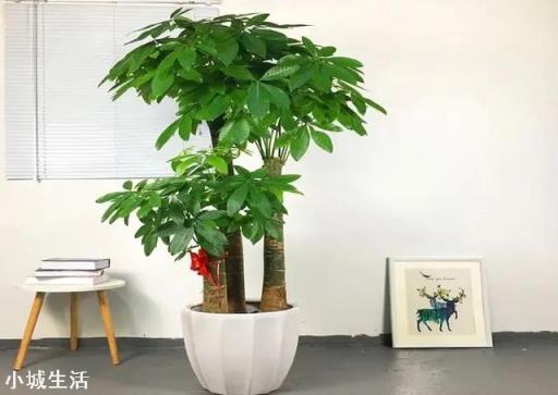給發財樹澆水施肥有什么要求？