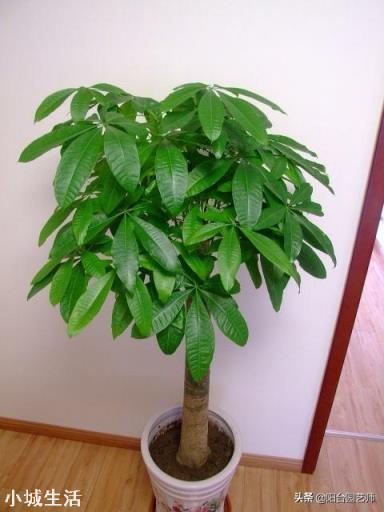 給發財樹澆水施肥有什么要求？