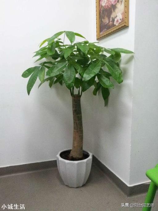 給發財樹澆水施肥有什么要求？