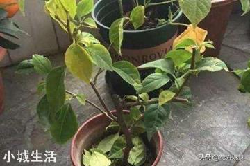 三角梅叶子黄了,怎么回事?
