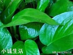 为什么月季叶子会卷起来？绿萝用什么肥料？