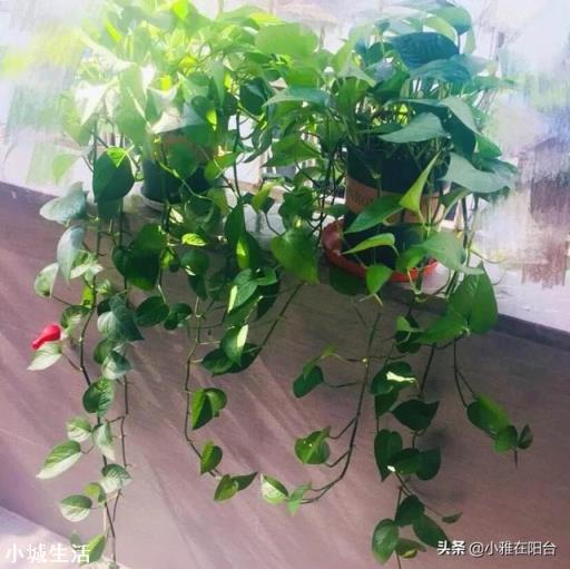 为什么月季叶子会卷起来？绿萝用什么肥料？