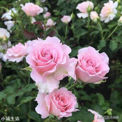 为什么月季叶子会卷起来？绿萝用什么肥料？