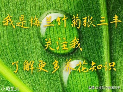 为什么月季叶子会卷起来？绿萝用什么肥料？