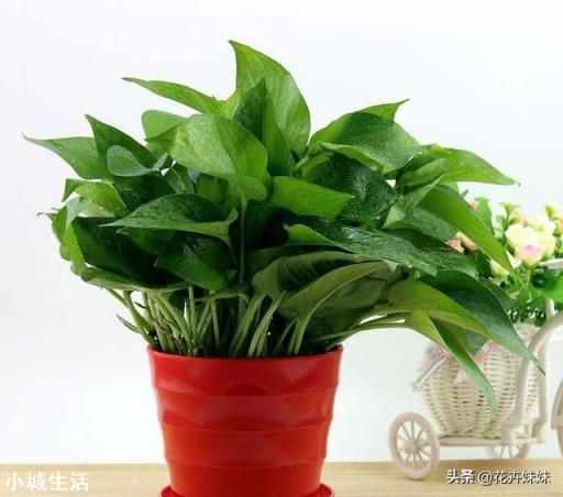 为什么月季叶子会卷起来？绿萝用什么肥料？